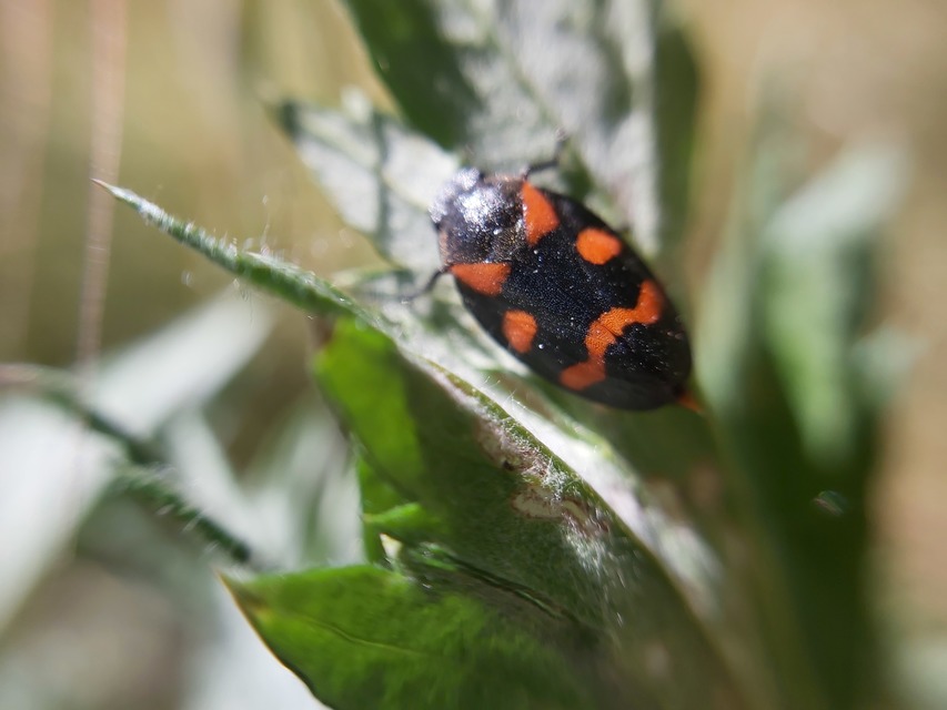 Cercopis arcuata/sanguinolenta