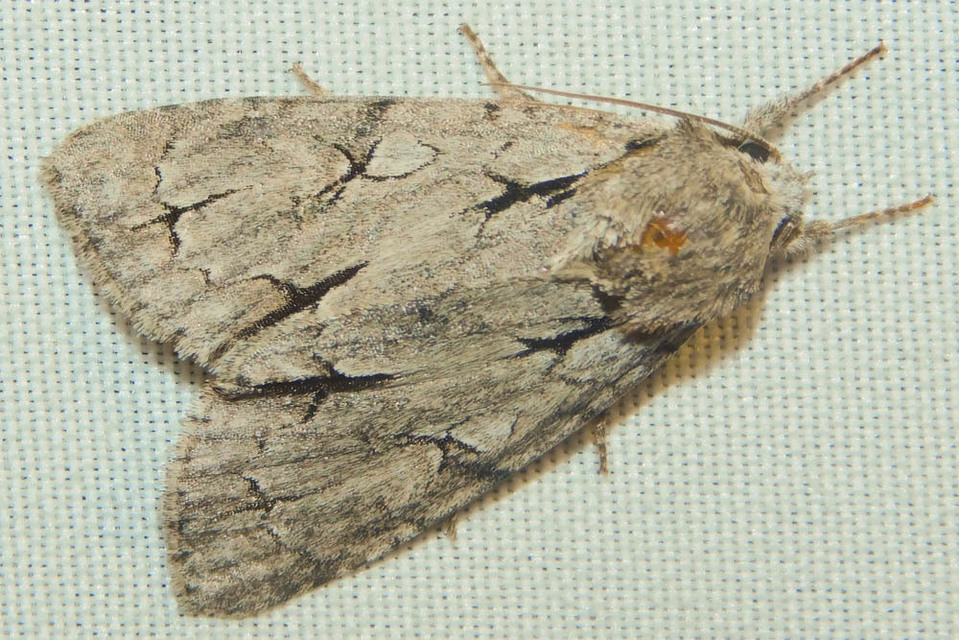 Acronicta cuspis/tridens/psi