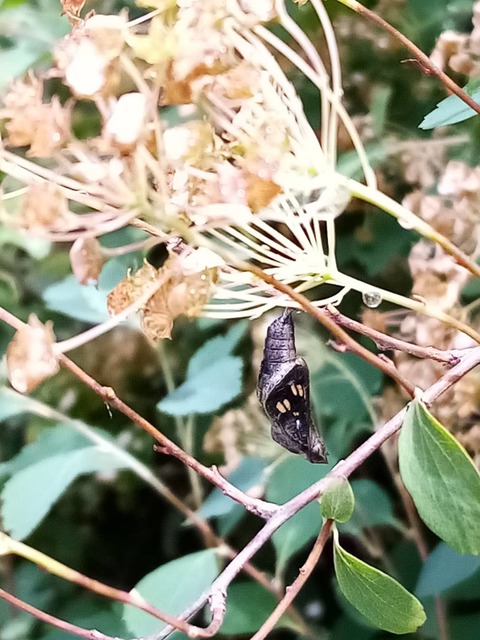 Neptis rivularis - nagy fehérsávoslepke