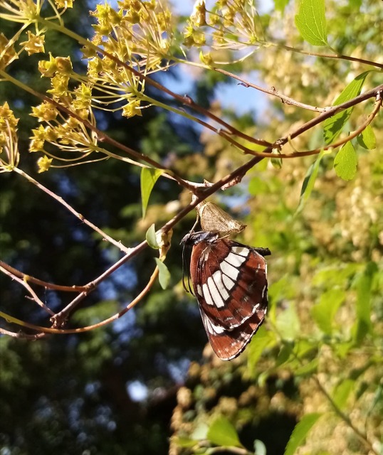 Neptis rivularis - nagy fehérsávoslepke