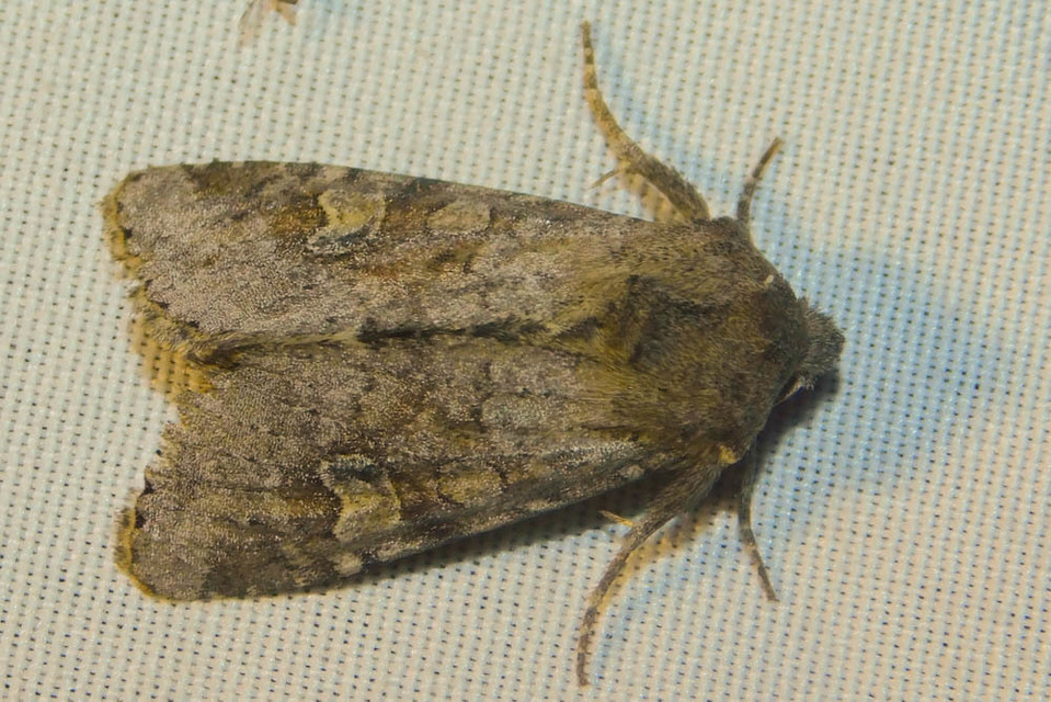 Apamea sordens - kalászrágó dudvabagoly