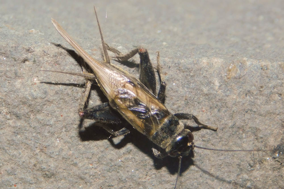 Eumodicogryllus bordigalensis - bordói tücsök