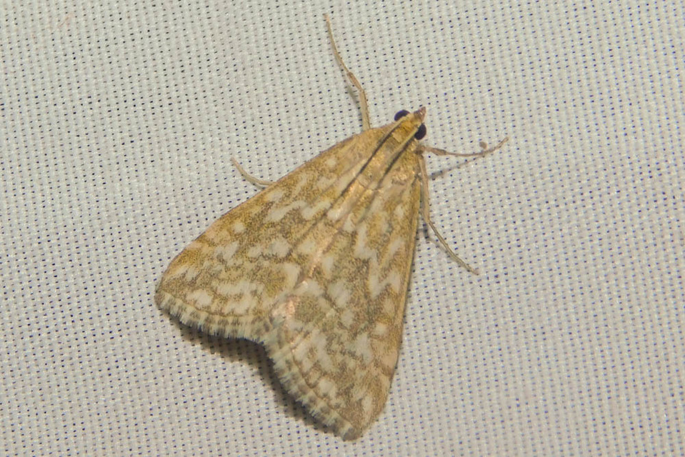 Evergestis frumentalis - tavaszi dudvamoly