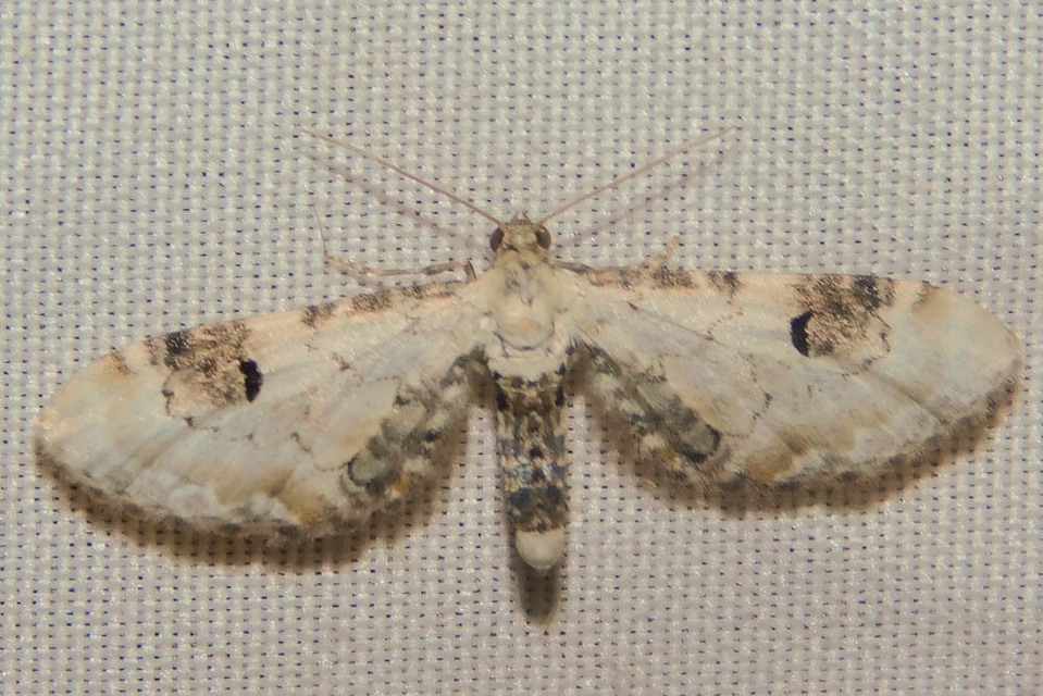 Eupithecia centaureata - búzavirág-törpearaszoló