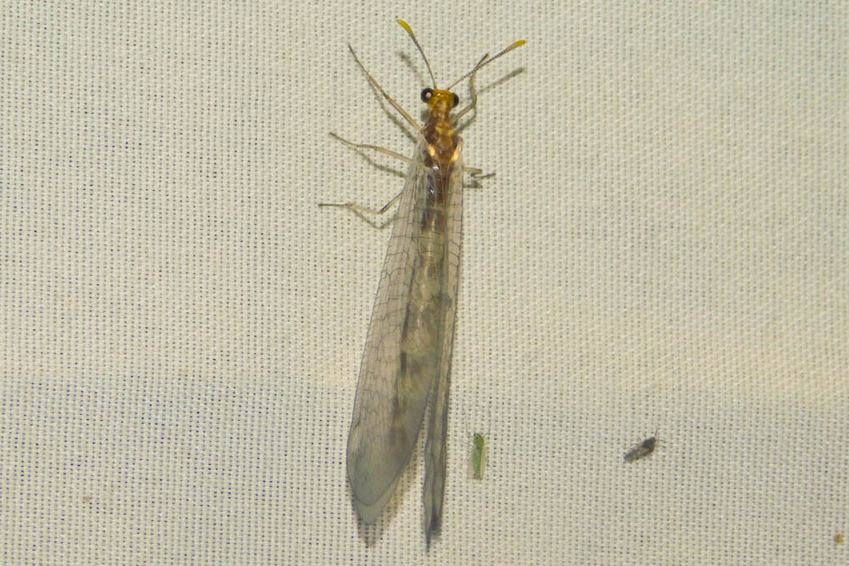 Megistopus flavicornis - kétfoltos hangyaleső