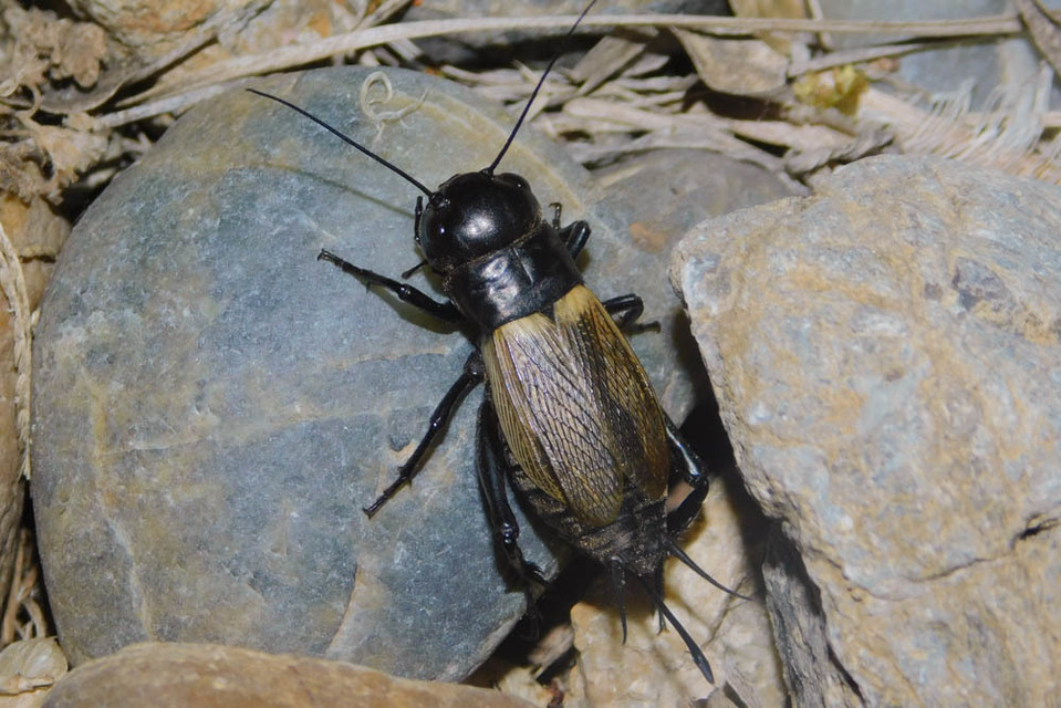 Gryllus campestris - mezei tücsök