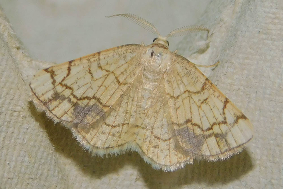 Stegania dilectaria - fehérnyár-araszoló