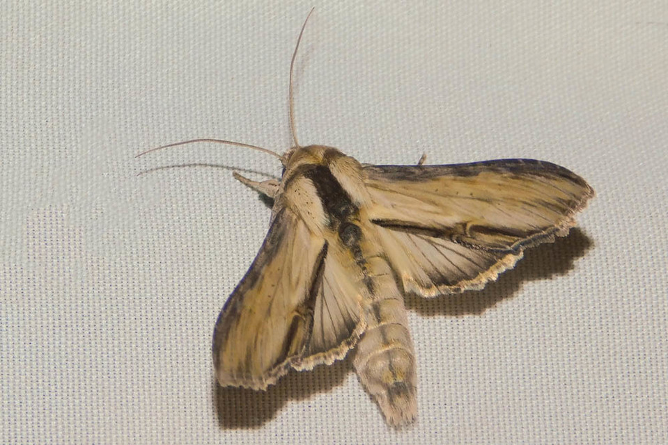 Shargacucullia lychnitis - szalmasárga csuklyásbagoly