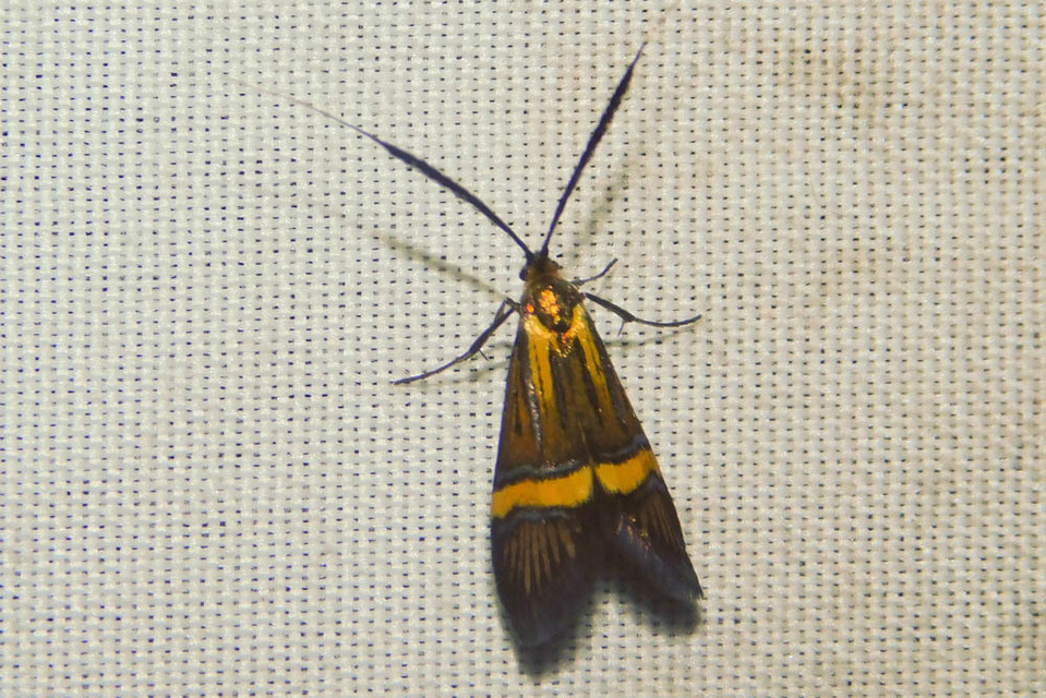 Nemophora degeerella - pompás tőrösmoly
