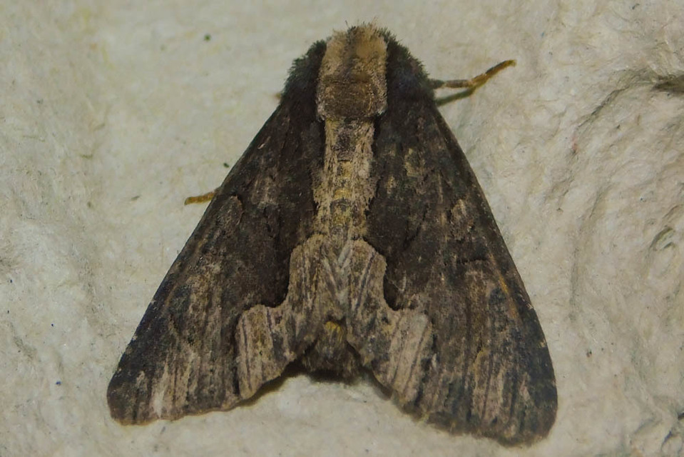 Dypterygia scabriuscula - szurokbarna nyáribagoly