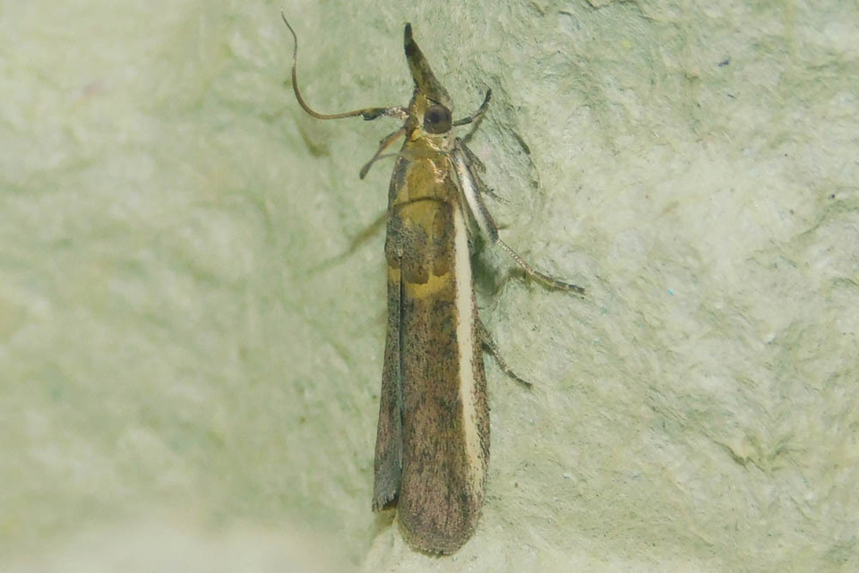Etiella zinckenella - akácmoly