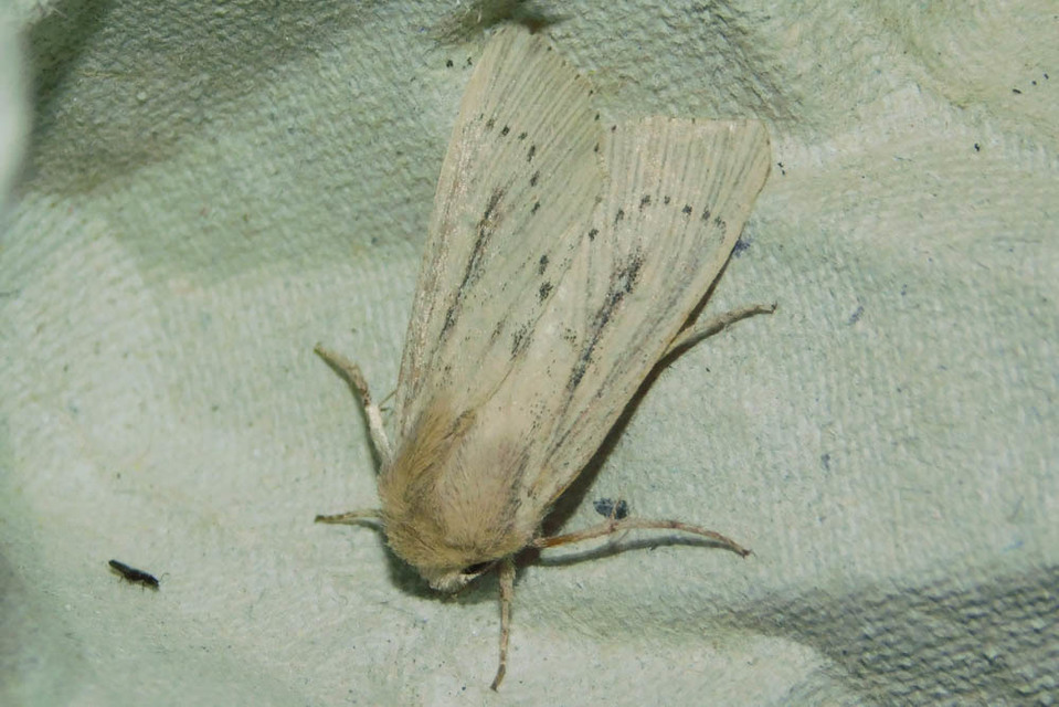 Leucania obsoleta - pontozott rétibagoly