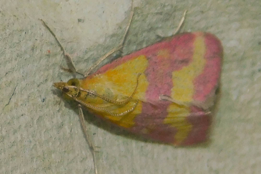 Pyrausta virginalis - alföldi bíbormoly