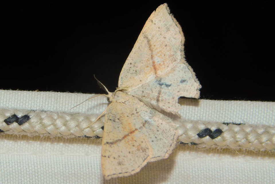Cyclophora punctaria - sávos pettyesaraszoló