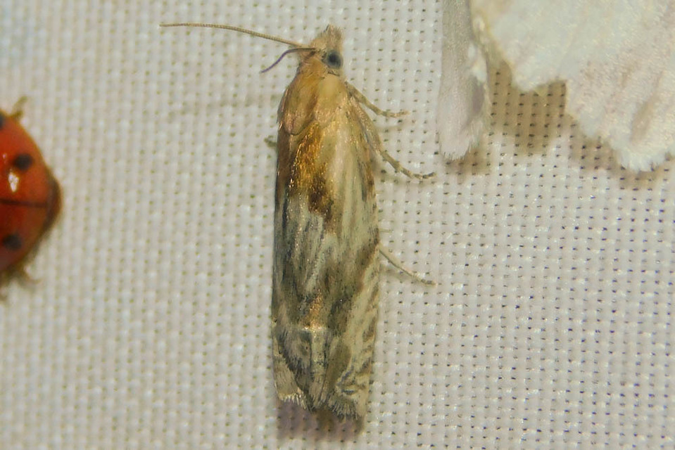 Eucosma
