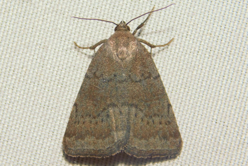 Acosmetia caliginosa - imolabagoly