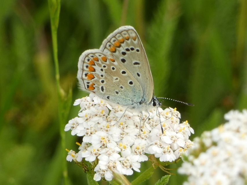 Polyommatus icarus - közönséges boglárka