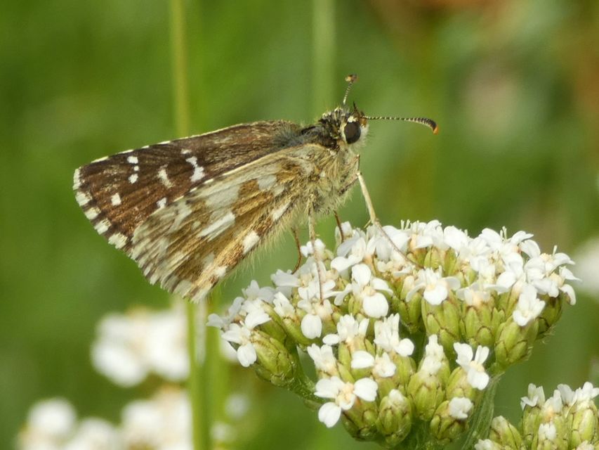 Pyrgus armoricanus - feles busalepke
