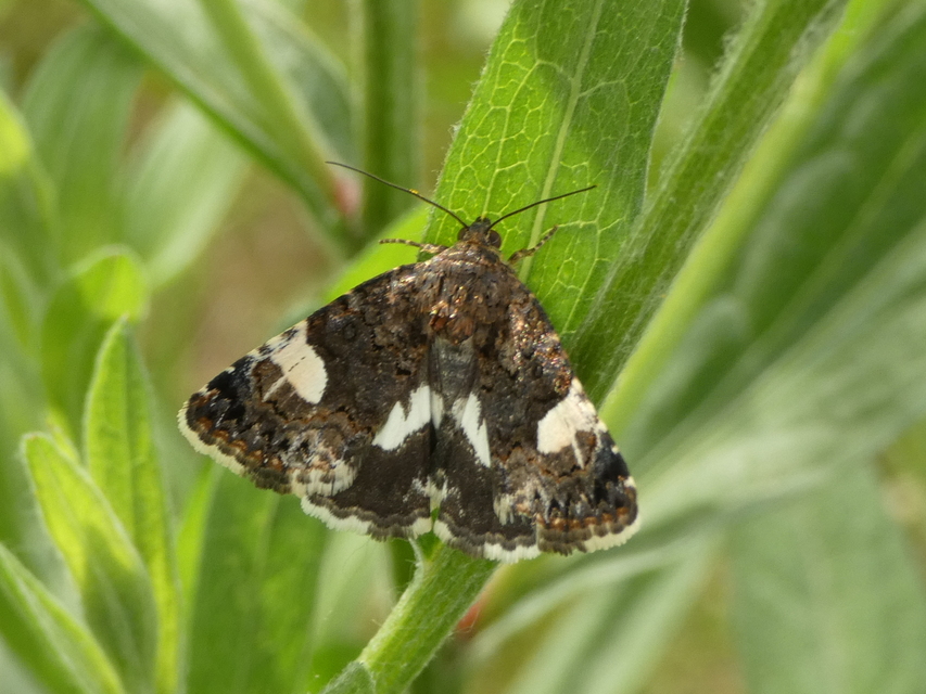 Tyta luctuosa - fekete nappalibagoly