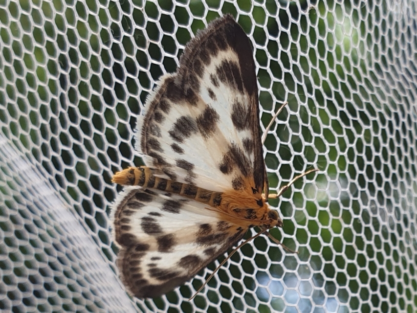 Anania hortulata - tarka csalánmoly