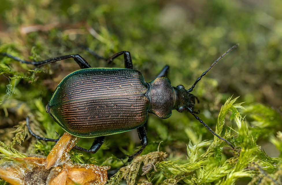 Calosoma inquisitor - kis bábrabló