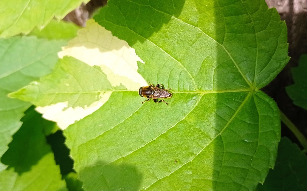 Diptera - Kétszárnyúak
