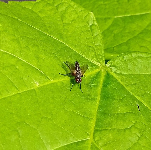Diptera - Kétszárnyúak