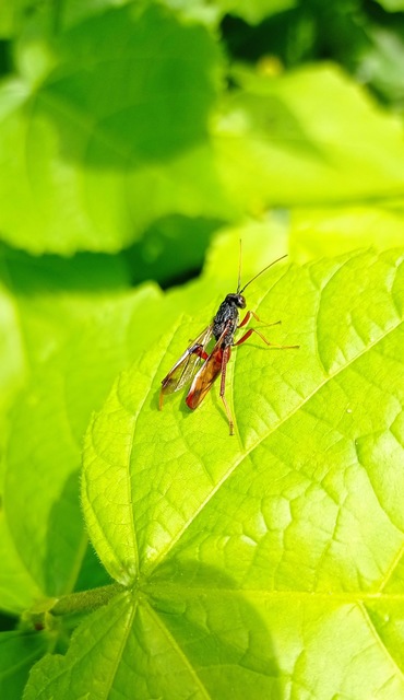 Diptera - Kétszárnyúak