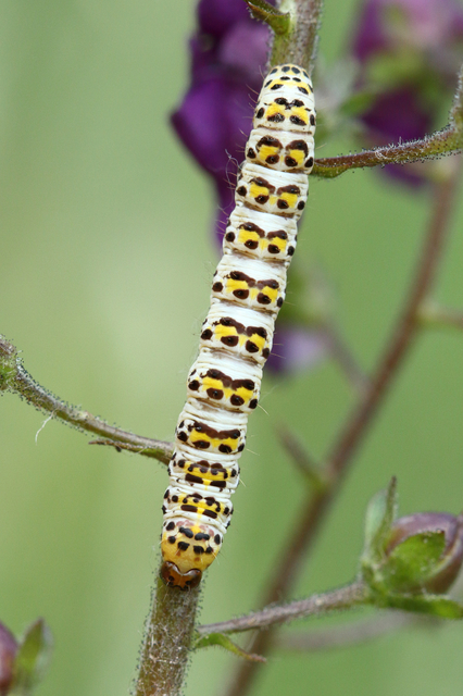 Shargacucullia gozmanyi/scrophulariae/verbasci