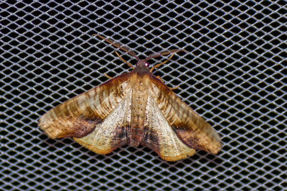 Plagodis dolabraria - baltaszárnyú araszoló