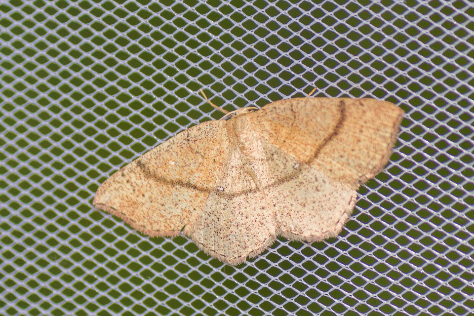 Cyclophora ruficiliaria - vörösrojtú pettyesaraszoló