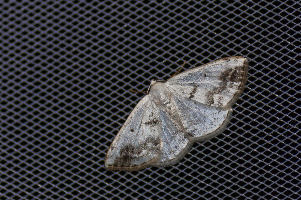Lomographa temerata - foltos fehéraraszoló