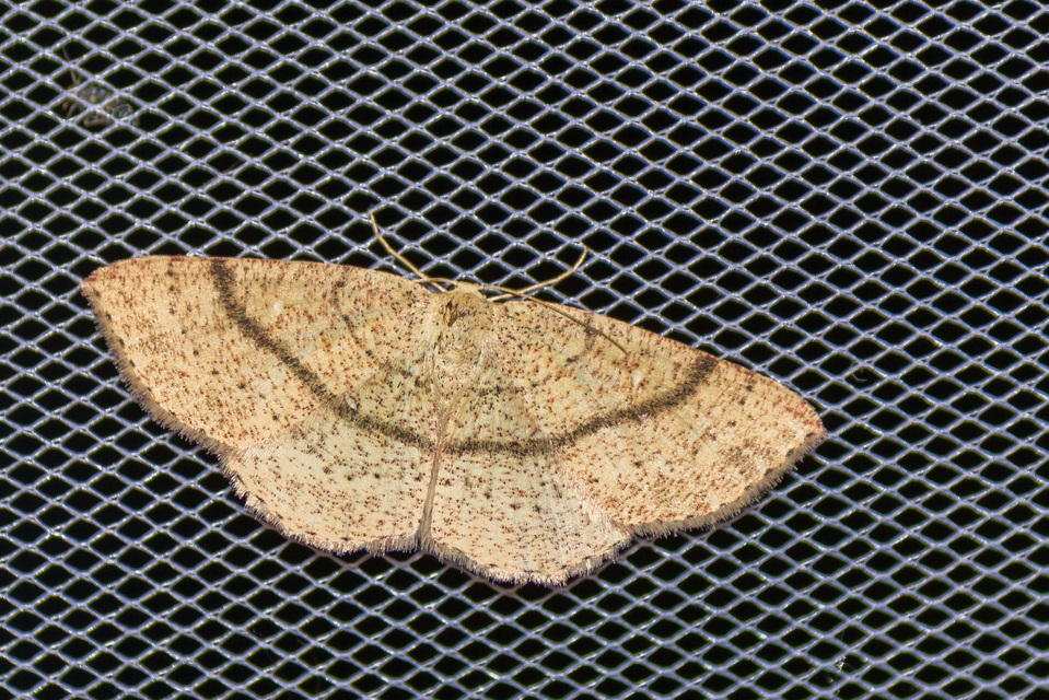 Cyclophora ruficiliaria - vörösrojtú pettyesaraszoló