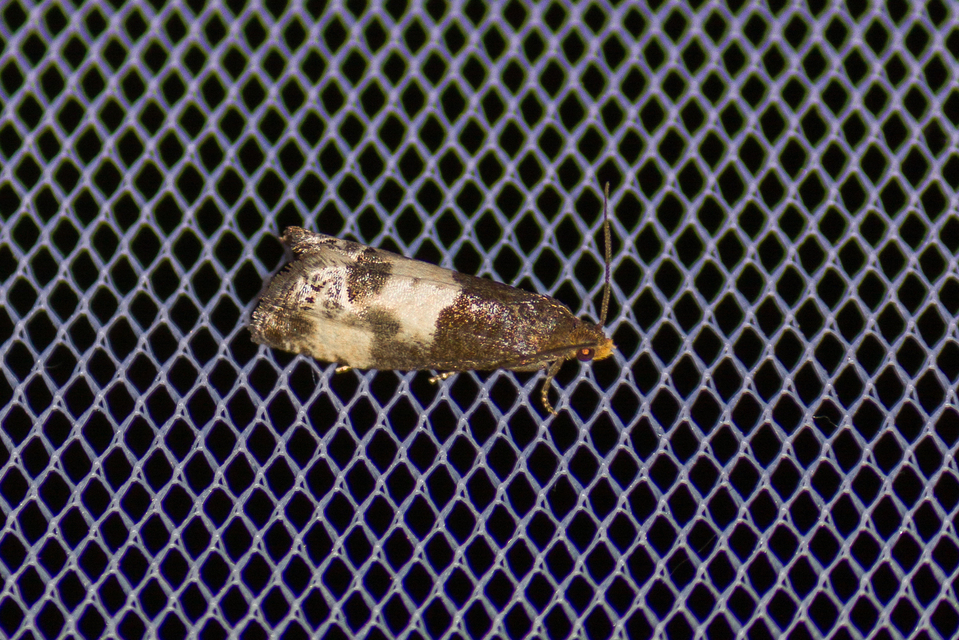 Notocelia cynosbatella - rózsahajtás-tükrösmoly