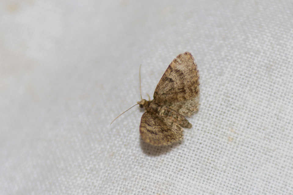 Eupithecia tantillaria - feketegyűrűs törpearaszoló