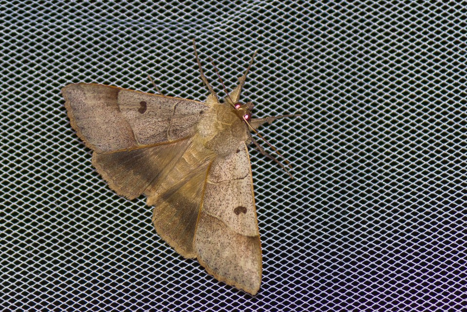 Minucia lunaris - nagy foltosbagoly