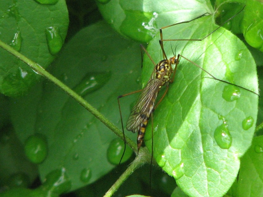Nephrotoma