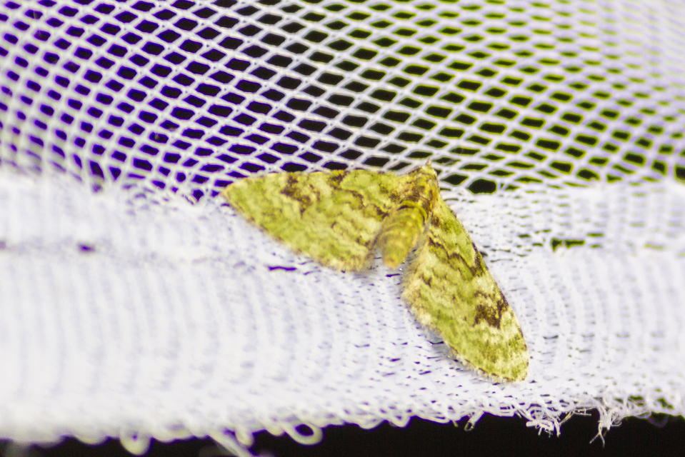 Chloroclystis v-ata - zöldes törpearaszoló
