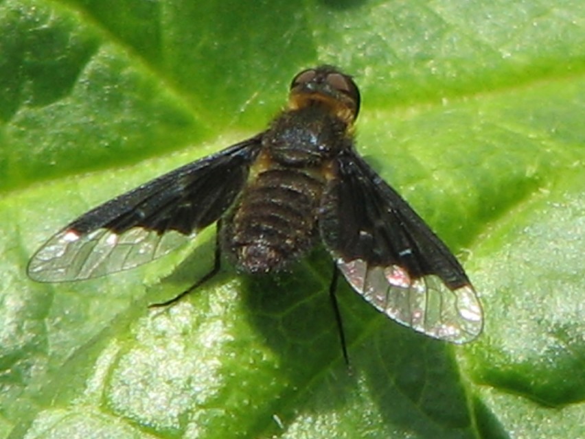 Hemipenthes morio - közönséges gyászlégy