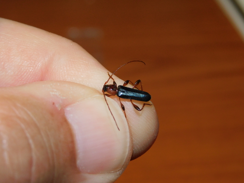 Phymatodes testaceus - változékony korongcincér