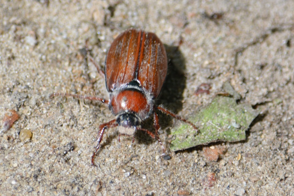 Melolontha hippocastani - erdei cserebogár
