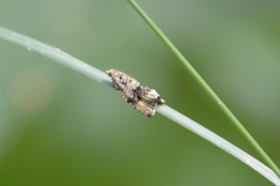 Celypha lacunana - vízparti tükrösmoly