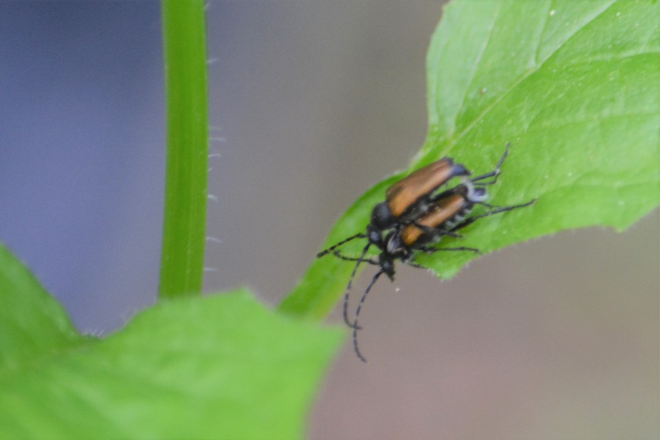 Stictoleptura maculicornis - tarkacsápú virágcincér