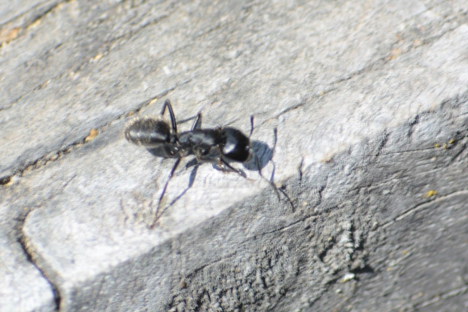 Camponotus vagus - fekete lóhangya