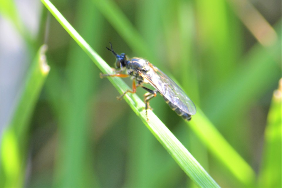Dioctria