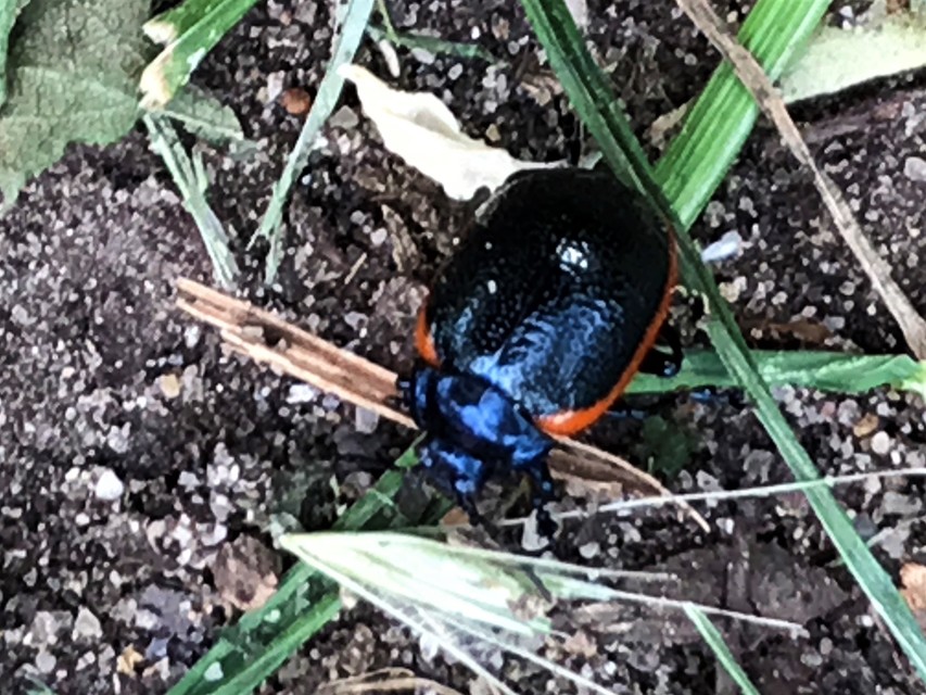 Chrysolina kuesteri - ráncos szegélyeslevelész