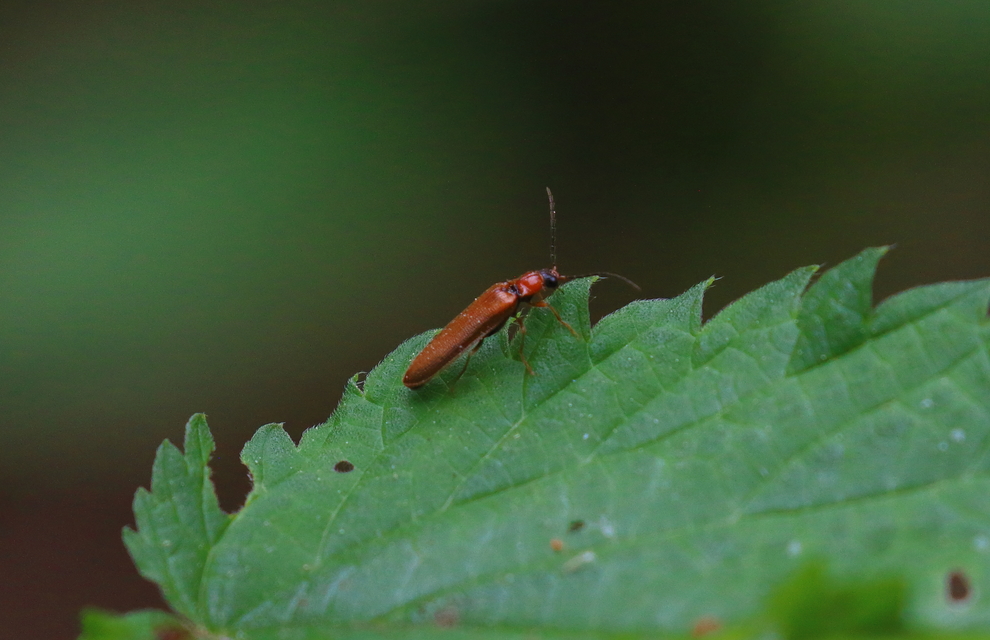 Denticollis linearis - dülledtszemű pattanó