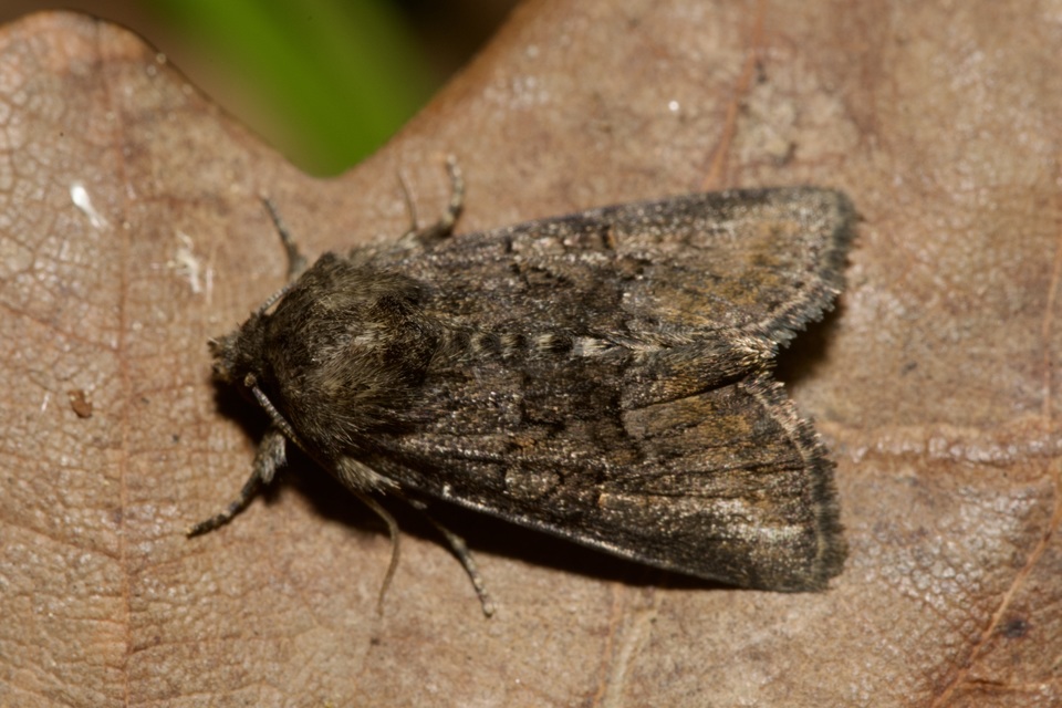 Oligia latruncula - fekete dudvabagoly