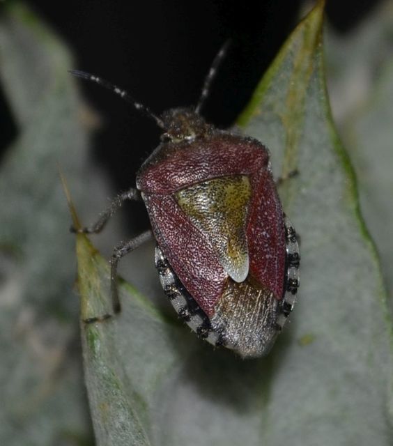 Dolycoris baccarum - közönséges bogyómászó-poloska