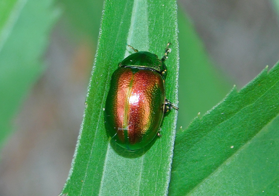Chrysolina graminis - zöld varádicslevelész